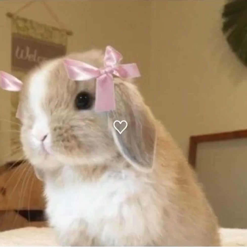 Meet your Posher, Bella